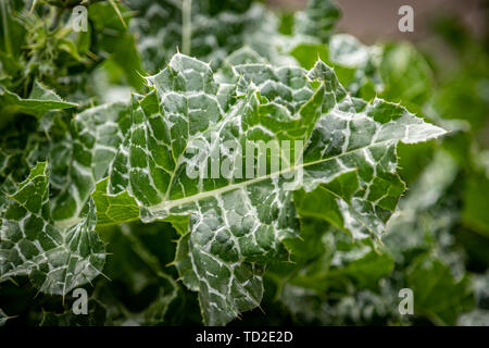 Close up di verde e bianco pungenti foglie di un thistle crescendo in Kew Gardens, Londra. Foto Stock