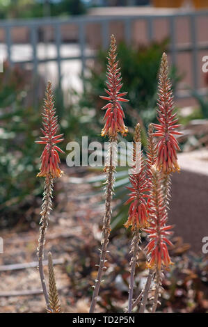 Cactus e piante succulente giardino fotografato a Tel Aviv, Israele nel Maggio Foto Stock