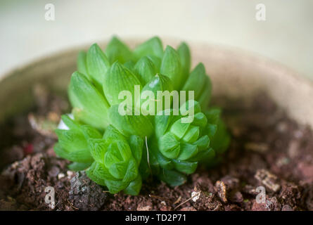 "Haworthia" cuspidata (Star finestra impianto) è una formazione di rosette succulenti con star-come rosette, fino a un massimo di 4 pollici (10 cm). Le foglie sono di calce gr Foto Stock