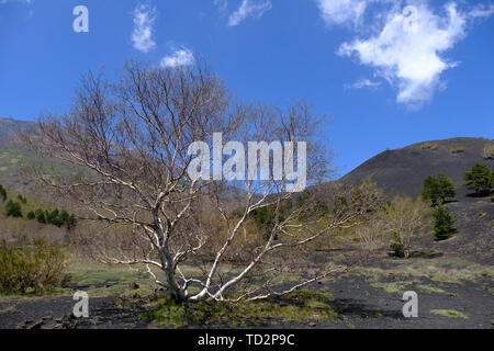 Pendici del Monte Etna, il più alto e il vulcano più attivo in Europa, Nicolosi, Sicilia, Italia Foto Stock