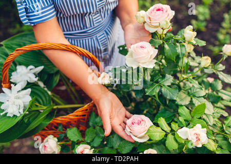 Senior donna raccogliere fiori nel giardino. Donna di mezza età azienda rosa rosa in mani. Concetto di giardinaggio. Stile di vita Foto Stock