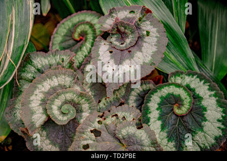 Foglie di spirali di begonie impianto Foto Stock