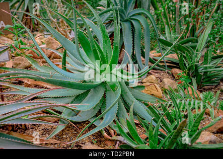 Grandi cactus nel deserto Foto Stock