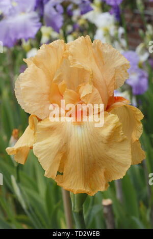 Iris 'Guglielmo d Orange" - Tall barbuto iris fiore di maggio Foto Stock