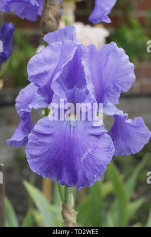 Iris 'Wharfedale' Tall barbuto iris fiore di maggio Foto Stock