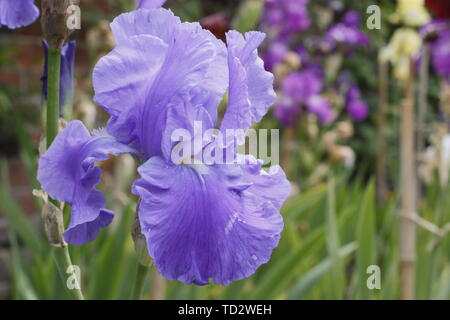 Iris 'Wharfedale' Tall barbuto iris fiore di maggio Foto Stock