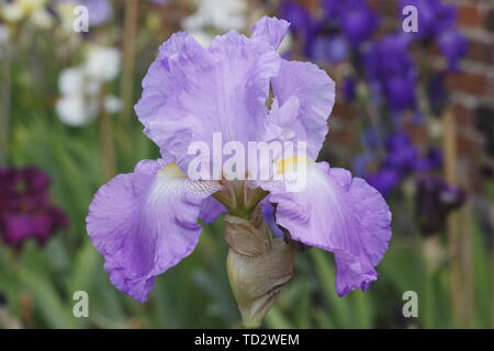 Tall barbuto iris 'Wharfedale' fioritura in Maggio Foto Stock