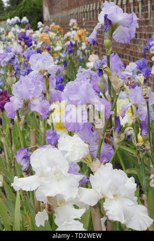 Tall barbuto iris in maggio. Tall barbuto collezione di iris dal costitutore, Bryan Dodworth sul display di sala Doddington, Lincolnshire, Regno Unito. Foto Stock