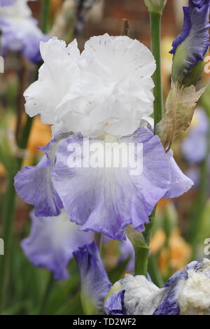 Tall barbuto iris 'Ice Pinnacle' Fiore di Maggio, allevati da Bryan Dodsworth Foto Stock