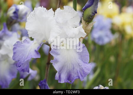 Tall barbuto iris 'Ice Pinnacle' Fiore di Maggio, allevati da Bryan Dodsworth Foto Stock