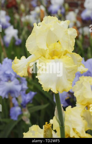 Iris 'soda calce' Tall barbuto Iris fiore nel maggio visualizzazione increspato petali Foto Stock