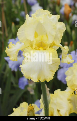 Iris 'soda calce' Tall barbuto Iris fiore nel maggio visualizzazione increspato petali Foto Stock