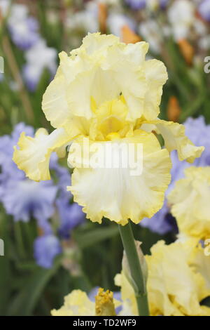 Iris 'soda calce' Tall barbuto Iris fiore nel maggio visualizzazione increspato petali Foto Stock