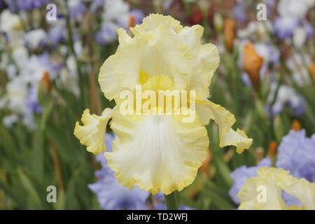 Iris 'soda calce' Tall barbuto Iris fiore nel maggio visualizzazione increspato petali Foto Stock