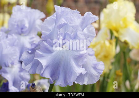 Tall barbuto Iris 'Skye Blue' in fiore in maggio, Regno Unito Foto Stock