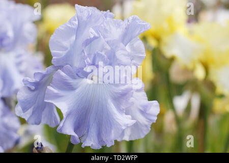 Tall barbuto Iris 'Skye Blue' in fiore in maggio, Regno Unito Foto Stock