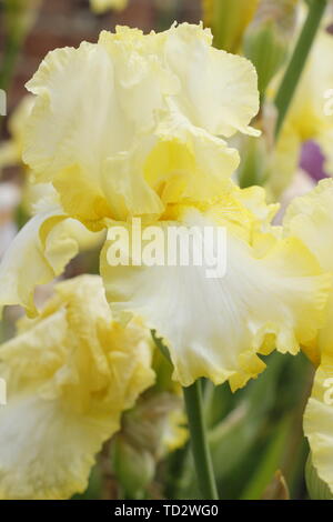 Iris 'soda calce' Tall barbuto Iris fiore nel maggio visualizzazione increspato petali Foto Stock