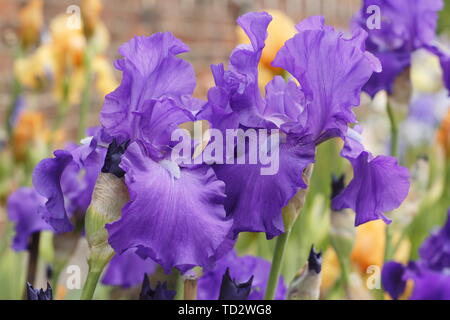 Iris " Imperatore Romano' alti iris barbuto in fiore in maggio. Allevati da Bryan Dodsworth Foto Stock