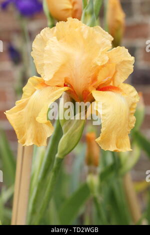 Iris 'Guglielmo d Orange" - Tall barbuto iris fiore di maggio Foto Stock