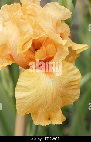 Iris 'Guglielmo d Orange" - Tall barbuto iris fiore di maggio Foto Stock