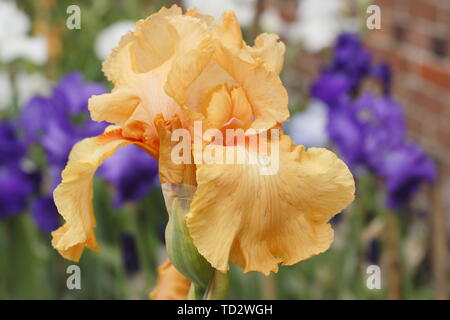 Iris 'Guglielmo d Orange" - Tall barbuto iris fiore di maggio Foto Stock