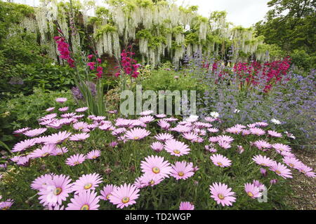 Ampia confine con Wisteria sinensis "Alba" e osteospermum in Occidente Walled Garden a Doddington Hall e giardini, Lincolnshire, Regno Unito - Maggio Foto Stock