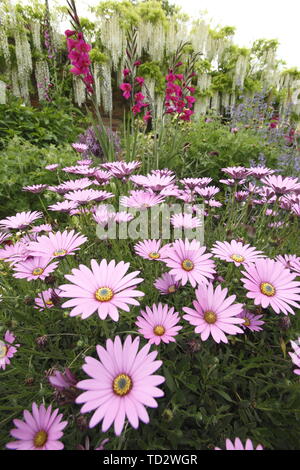 Ampia confine con Wisteria sinensis "Alba" e osteospermum in Occidente Walled Garden a Doddington Hall e giardini, Lincolnshire, Regno Unito - Maggio Foto Stock