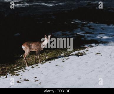 Bel cervo in un campo innevato Foto Stock