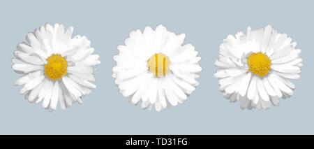 Set di tre diverse margherite realistica Illustrazione Vettoriale