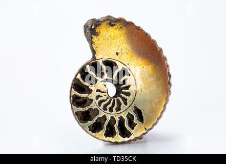 Fossil pyritized ammonita, Ordovician Periodo, Ryajan, Russia Foto Stock