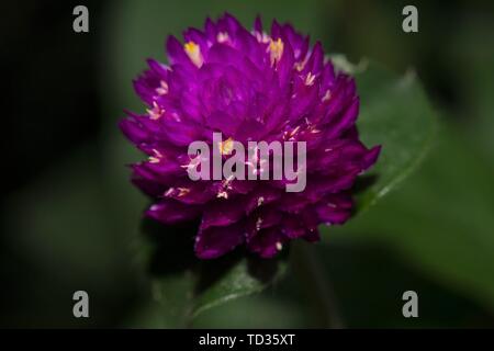 Il Kerala, India - 6 Giugno 2019: Gomphrena globosa, comunemente noto come globe amaranto, makhmali e vadamalli Foto Stock