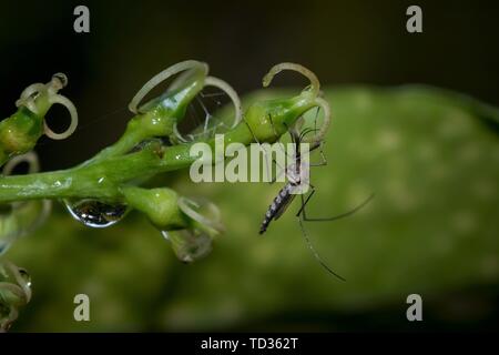 Quilon, Kerala, India - 7 Giugno 2019: Mosquito seduto su una pianta fiore Foto Stock