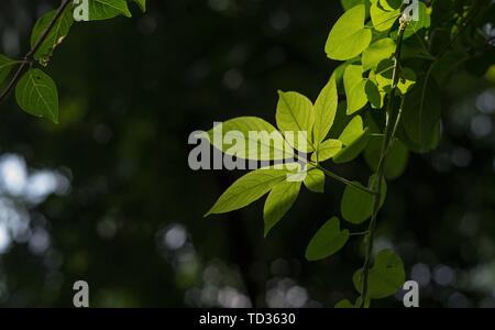 Quilon, Kerala, India - 31 Maggio 2019: foglie verde e luce posteriore Foto Stock