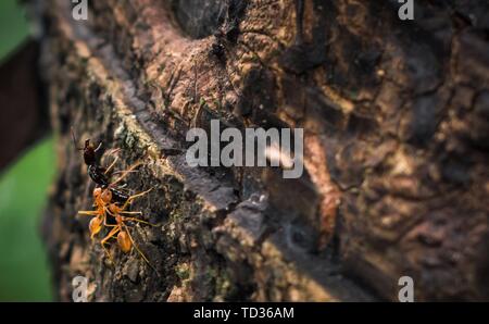 Quilon, Kerala, India - 2 Giugno 2019: due Weaver formiche di arrampicarsi su un albero con un morto black ant Foto Stock