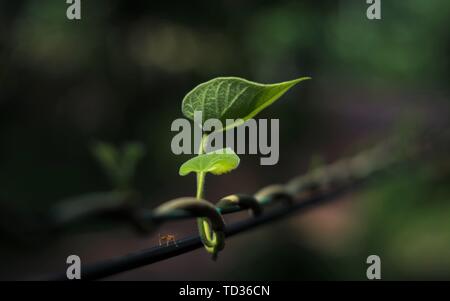 Quilon, Kerala, India - 31 Maggio 2019: foglia verde isolato da sfondo, adatto per sfondi e coprire le foto Foto Stock