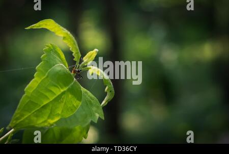 Quilon, Kerala, India - 31 Maggio 2019: Bug seduta su una foglia verde Foto Stock