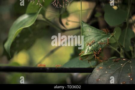 Quilon, Kerala, India - 31 Maggio 2019: nidificazione da tessitore formiche su una struttura ad albero Foto Stock