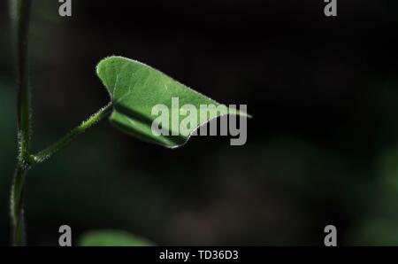 Quilon, Kerala, India - 31 Maggio 2019: la luce del sole che cade su di una singola foglia verde ed è isolato dal contesto Foto Stock