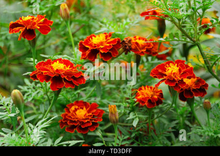 Bellissimi fiori di tagete, tagetes Foto Stock