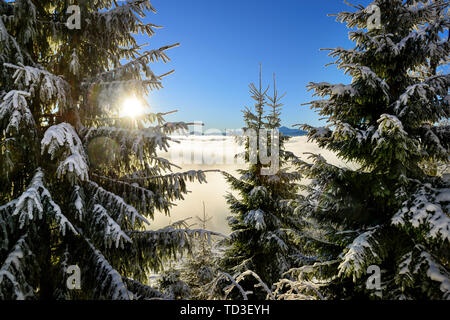 Beautiful Christmas scene, fir trees covered by snow against rising sun and clouds high in the mountains Foto Stock