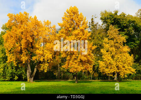 Beautiful fall colored bright trees in the city park Foto Stock