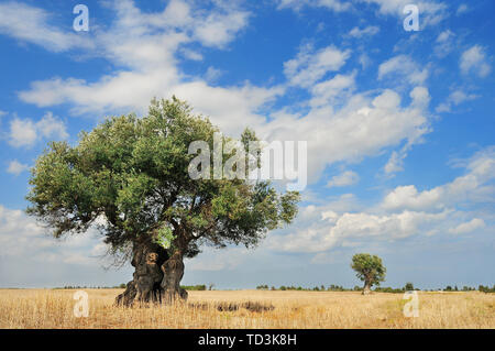 Lonely vecchio Olivo in Italia Foto Stock