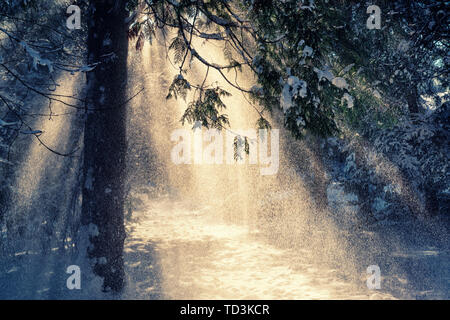 Bella scena invernale con raggi di sole nella neve caduta dalla struttura ad albero di abete rosso Foto Stock