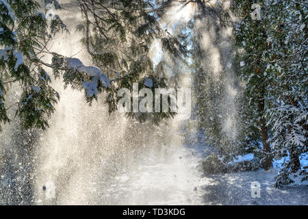 Sunshine attraverso la caduta della neve da abeti in un parco invernale Foto Stock