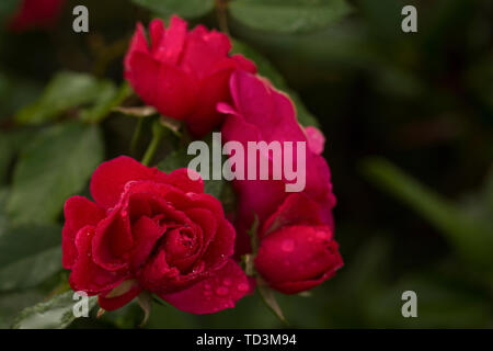 Tre rose rosse in un tema scuro coperto in gocce di acqua dopo la pioggia. Foto Stock