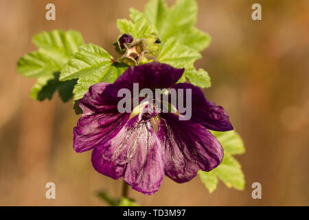 Close up sul fiore di geranio phaeum Foto Stock