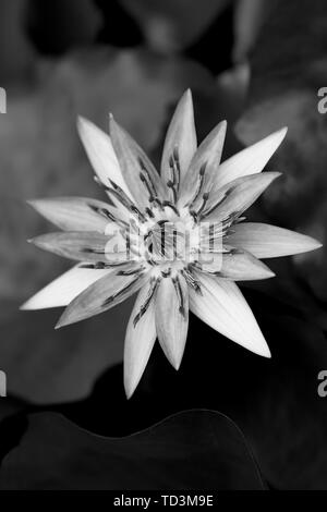 Bella lotus egiziano (Nymphaea caerulea) in un stagno dalla vista dall'alto. Pavilion Victoria, Berlino Giardino Botanico. In bianco e nero Foto Stock