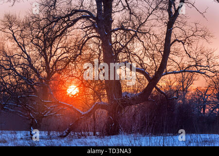Winter sunset scene with sun behind an old tree Foto Stock