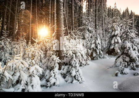 Il sorgere del sole dietro abeti coperte da neve profonda in una foresta di inverno Foto Stock