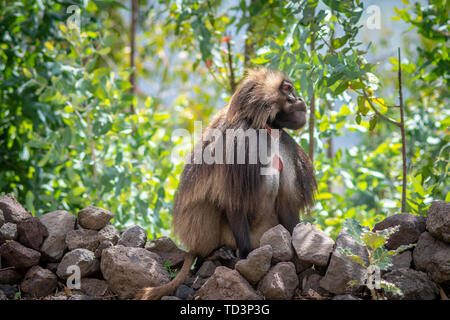 (Gelada Theropithecus gelada, talvolta chiamato lo spurgo-cuore di scimmia o il 'gelada babbuino', è una specie di scimmia del Vecchio Mondo trovato solo nell'et Foto Stock